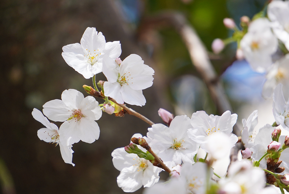 桜の季節到来！｜新着情報｜医療法人永寿会 シーサイド病院｜医療療養