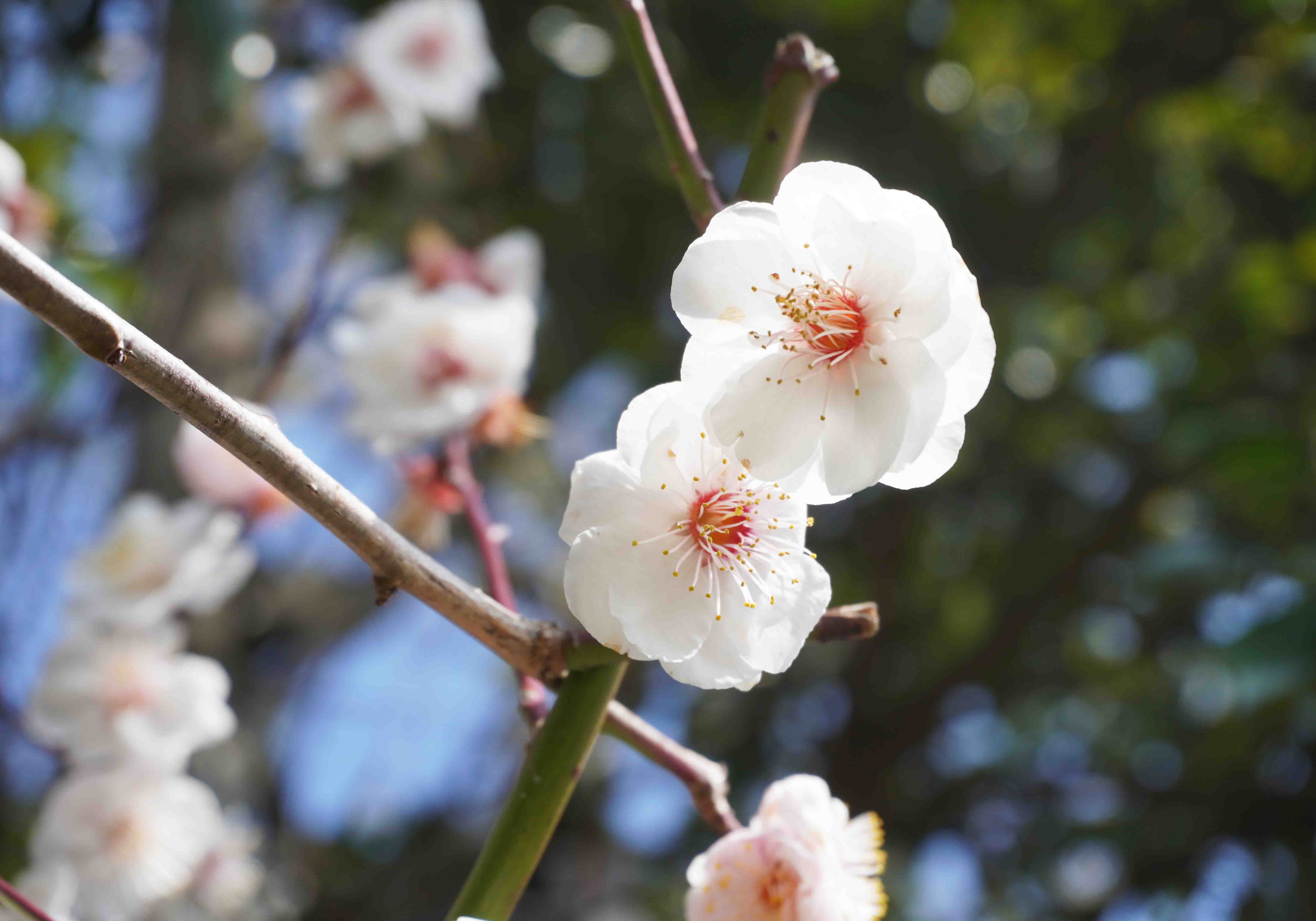 糸島梅の名所！小富士梅林｜新着情報｜医療法人永寿会 シーサイド病院