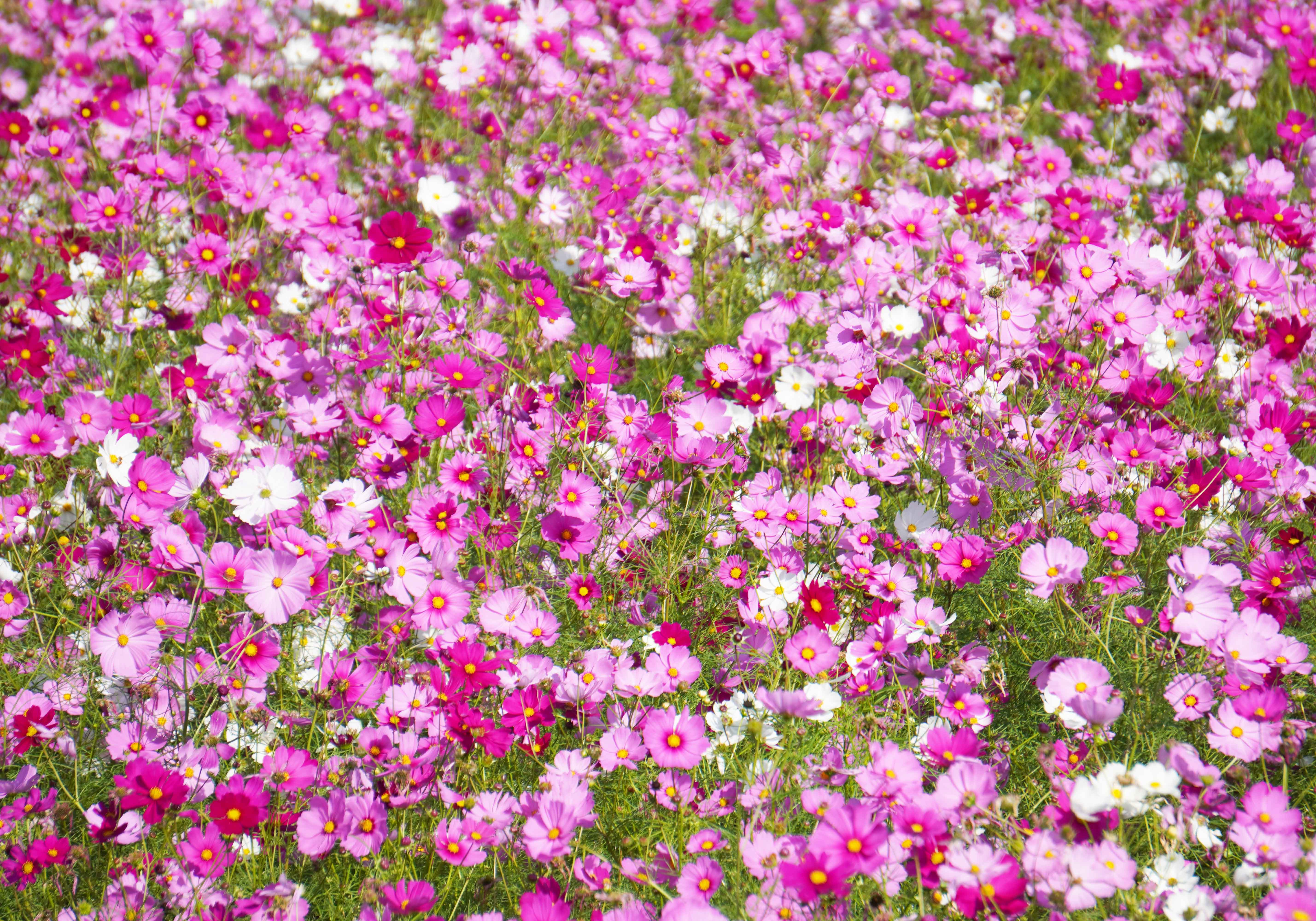 今津中田コスモス広場｜新着情報｜医療法人永寿会 シーサイド病院