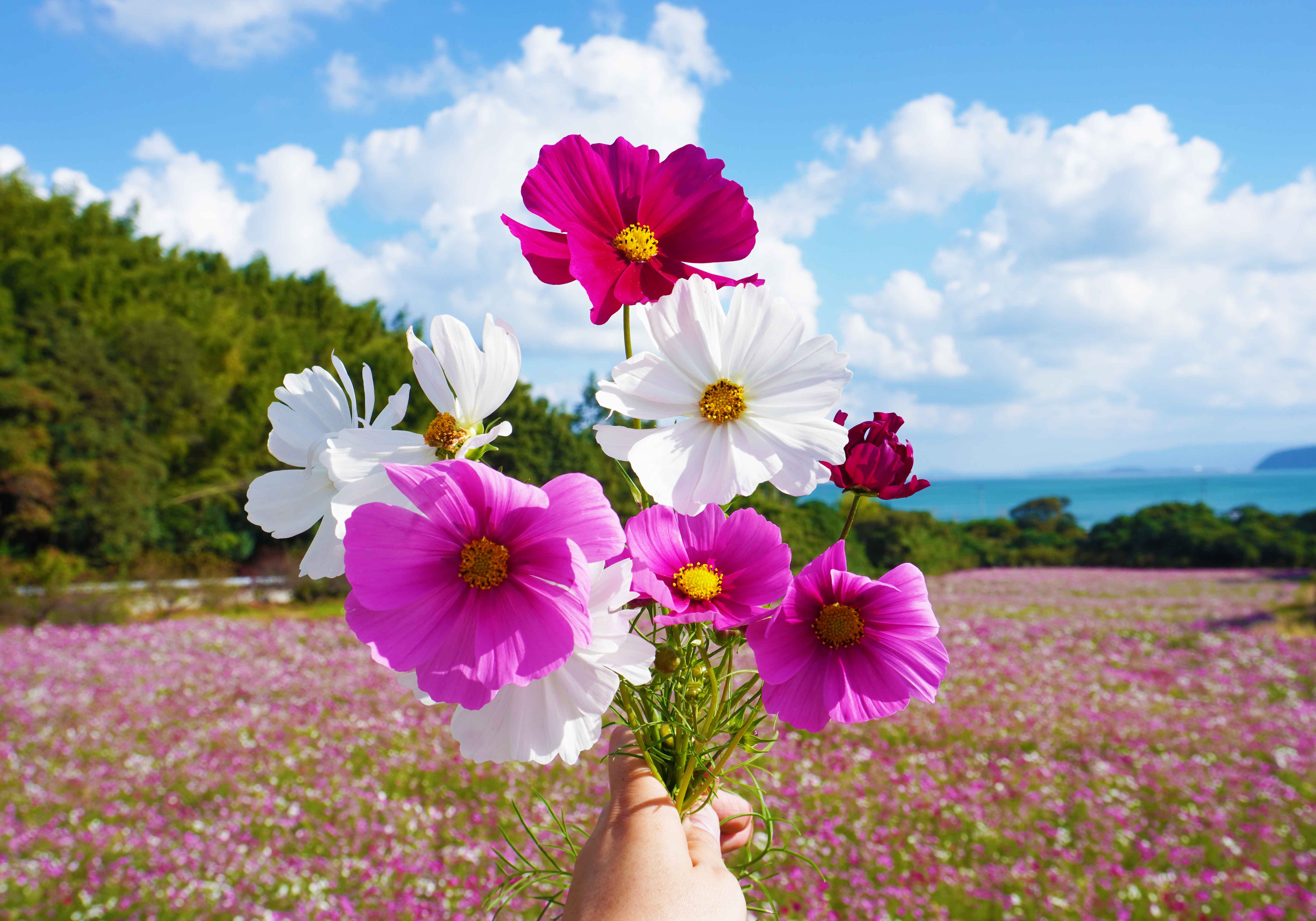 今津中田コスモス広場｜新着情報｜医療法人永寿会 シーサイド病院